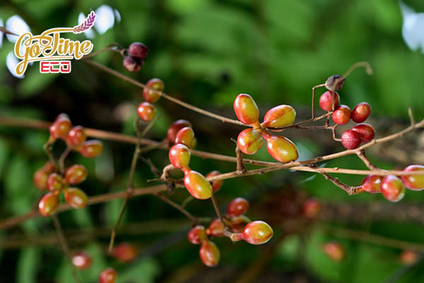 Cây bá bệnh